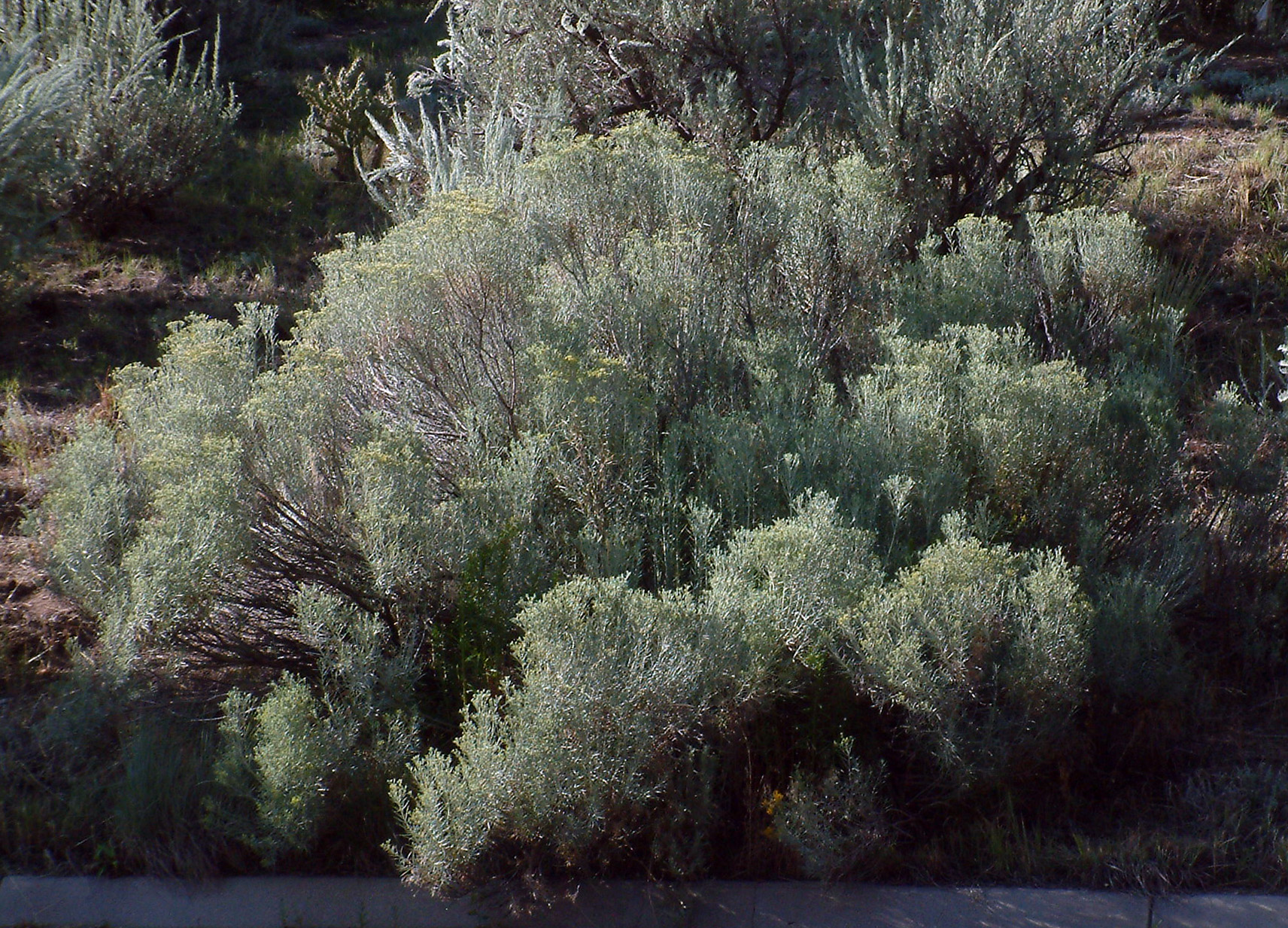 Tall Rabbitbrush